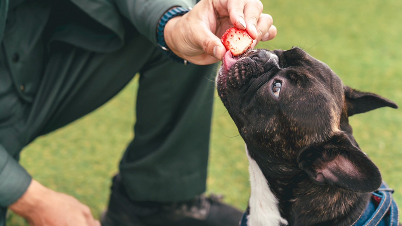 愛犬と一緒に楽しめる！
