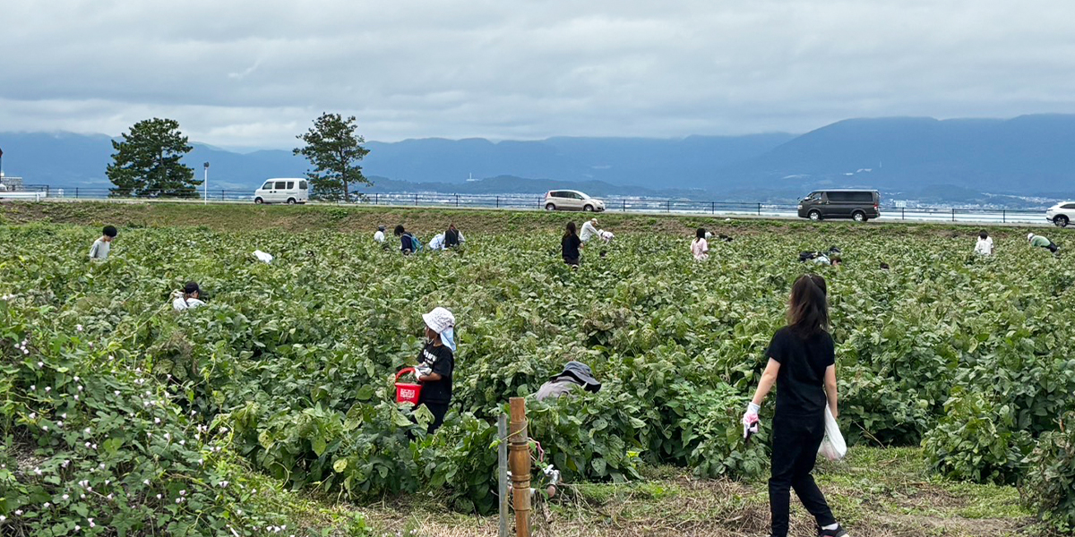 えだまめ収穫祭