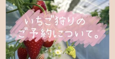 いちご狩りのご予約について